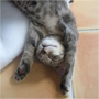 sleeping kitty-Aashika